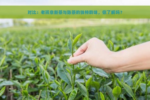 对比：老班章新茶与陈茶的独特韵味，你了解吗？