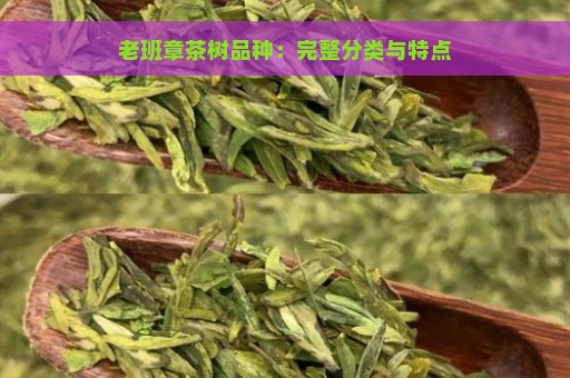 老班章茶树品种：完整分类与特点