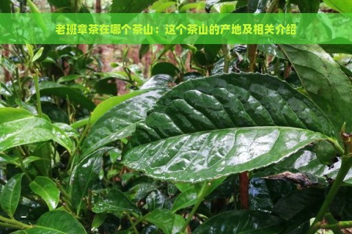 老班章茶在哪个茶山：这个茶山的产地及相关介绍