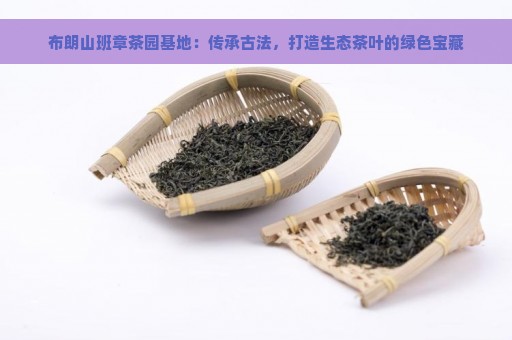 布朗山班章茶园基地：传承古法，打造生态茶叶的绿色宝藏