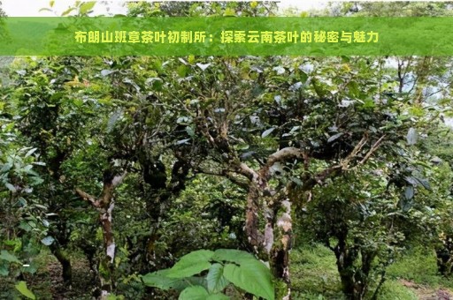 布朗山班章茶叶初制所：探索云南茶叶的秘密与魅力