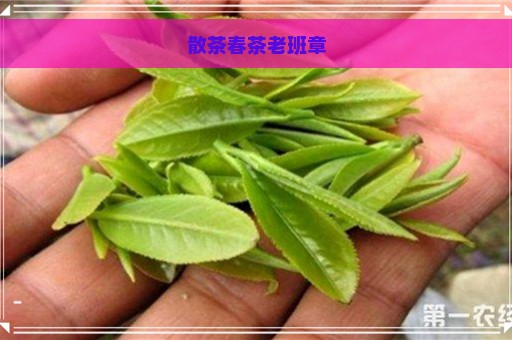 散茶春茶老班章