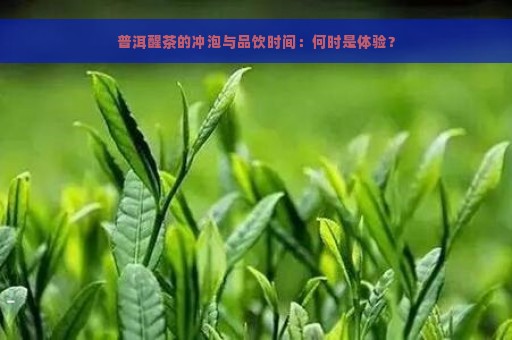 普洱醒茶的冲泡与品饮时间：何时是体验？