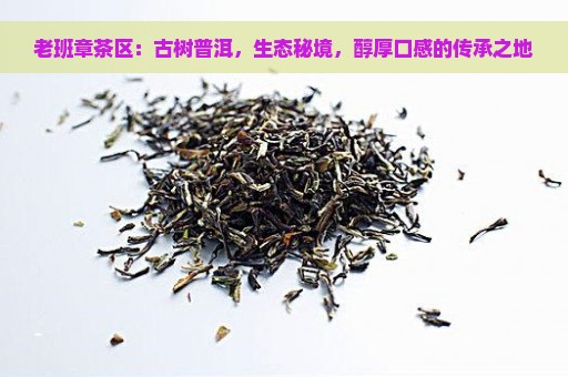 老班章茶区：古树普洱，生态秘境，醇厚口感的传承之地