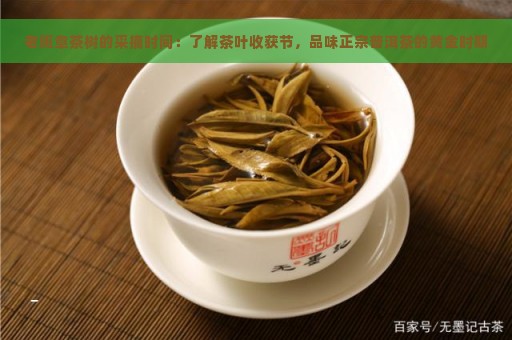 老班章茶树的采摘时间：了解茶叶收获节，品味正宗普洱茶的黄金时期