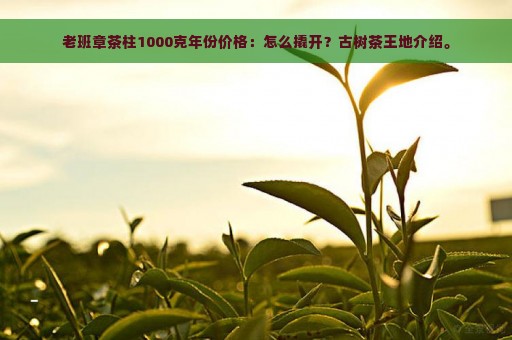 老班章茶柱1000克年份价格：怎么撬开？古树茶王地介绍。