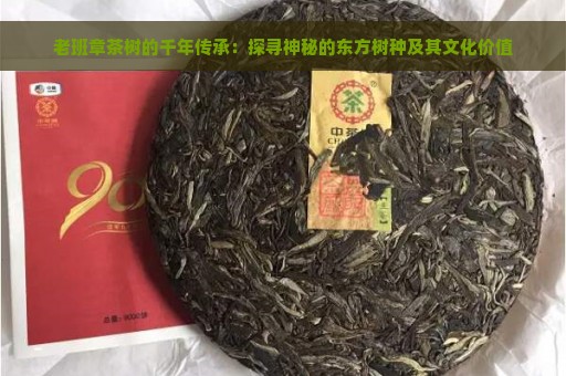 老班章茶树的千年传承：探寻神秘的东方树种及其文化价值