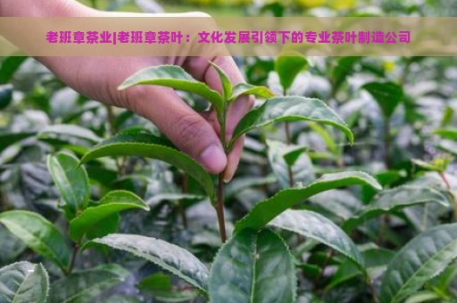 老班章茶业|老班章茶叶：文化发展引领下的专业茶叶制造公司