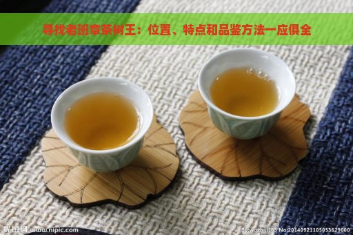 寻找老班章茶树王：位置、特点和品鉴方法一应俱全