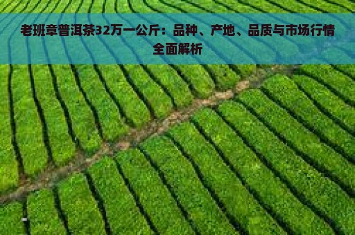 老班章普洱茶32万一公斤：品种、产地、品质与市场行情全面解析