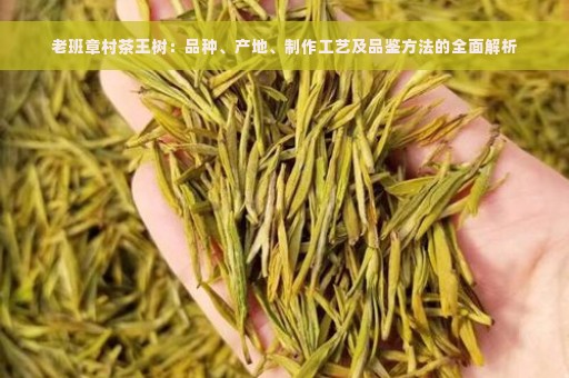 老班章村茶王树：品种、产地、制作工艺及品鉴方法的全面解析