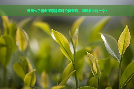 云南七子饼老班章牌茶叶价格查询，您要多少钱一个？