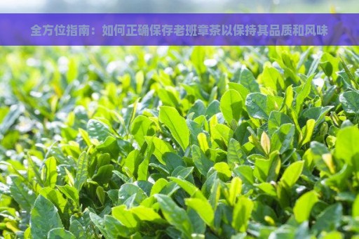 全方位指南：如何正确保存老班章茶以保持其品质和风味