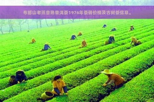 布郎山老班章熟普洱茶1976年茶砖价格及古树茶信息。