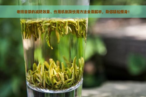 老班章茶的减肥效果、作用机制及饮用方法全面解析，助你轻松瘦身！