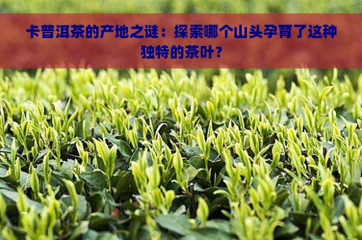 卡普洱茶的产地之谜：探索哪个山头孕育了这种独特的茶叶？