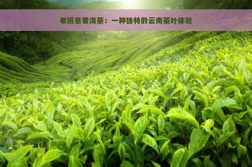 老班章普洱茶：一种独特的云南茶叶体验