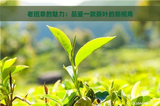 老班章的魅力：品鉴一款茶叶的新视角