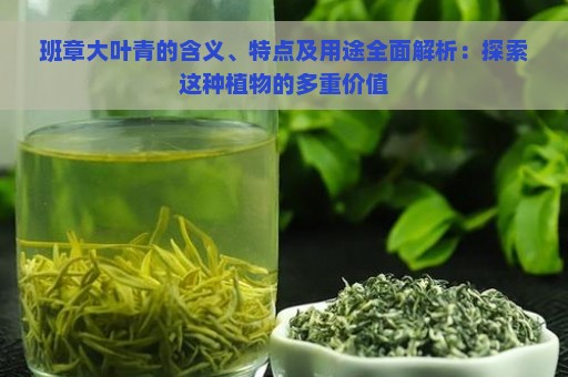 班章大叶青的含义、特点及用途全面解析：探索这种植物的多重价值