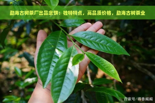 勐海古树茶厂出品念饼：独特特点，高品质价格，勐海古树茶业