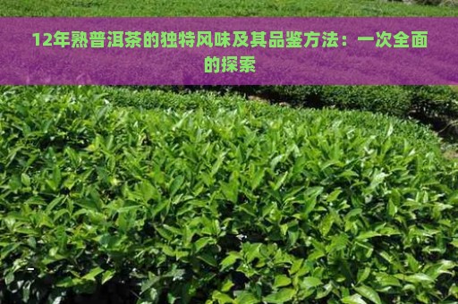 12年熟普洱茶的独特风味及其品鉴方法：一次全面的探索