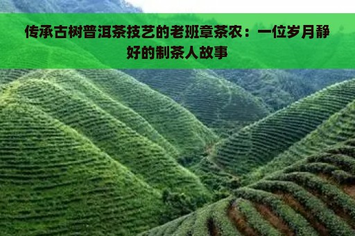 传承古树普洱茶技艺的老班章茶农：一位岁月静好的制茶人故事