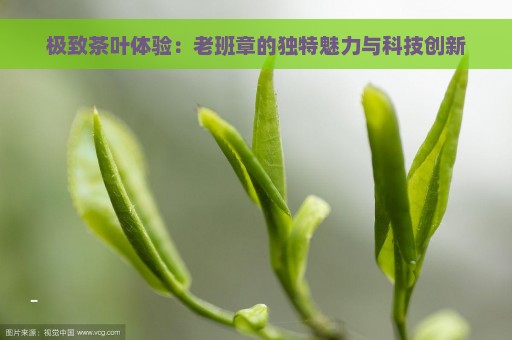 极致茶叶体验：老班章的独特魅力与科技创新