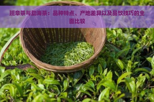 班章茶与勐海茶：品种特点、产地差异以及品饮技巧的全面比较