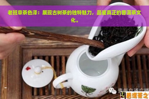 老班章茶色泽：展现古树茶的独特魅力，品鉴真正的普洱茶文化。