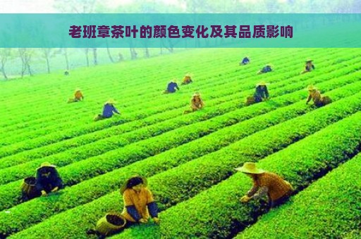 老班章茶叶的颜色变化及其品质影响