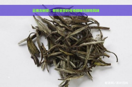 云南古树茶：老班章茶的传奇韵味与独特风味