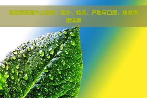 老班章茶是什么意思：简介、特点、产地与口感，功效作用详解