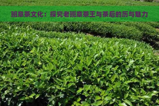 班章茶文化：探究老班章茶王与茶后的历与魅力