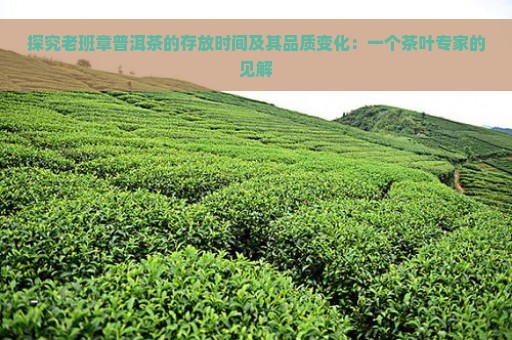 探究老班章普洱茶的存放时间及其品质变化：一个茶叶专家的见解