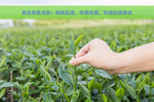 老班章普洱茶：特级品质，珍稀收藏，市场价格解读