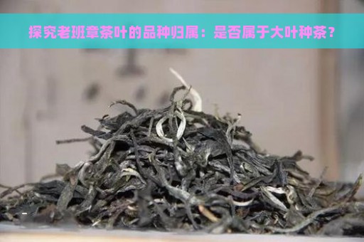 探究老班章茶叶的品种归属：是否属于大叶种茶？