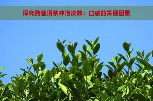 探究熟普洱茶冲泡次数：口感的关键因素