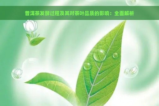 普洱茶发酵过程及其对茶叶品质的影响：全面解析