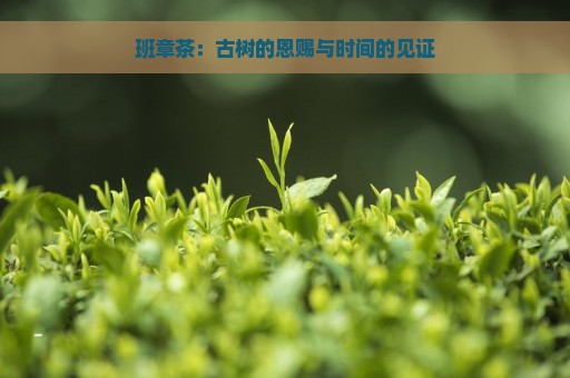 班章茶：古树的恩赐与时间的见证