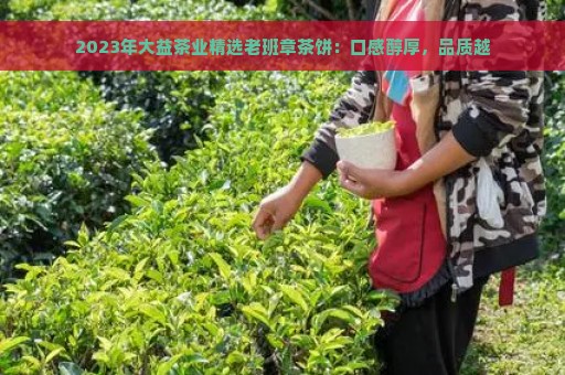 2023年大益茶业精选老班章茶饼：口感醇厚，品质越