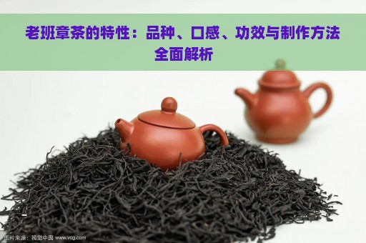 老班章茶的特性：品种、口感、功效与制作方法全面解析