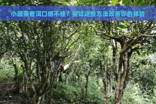 小罐茶普洱口感不佳？尝试这些方法改善你的体验