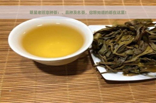 明星老班章种茶：、品种及名茶，你想知道的都在这里！