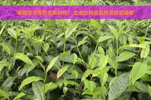 '老班章没有野生茶树吗？ 生态古树茶品种及数量揭秘'