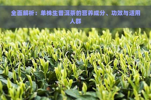 全面解析：单株生普洱茶的营养成分、功效与适用人群