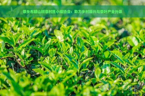 茶乡布朗山班章村民小组协会：助力乡村振兴与茶叶产业升级