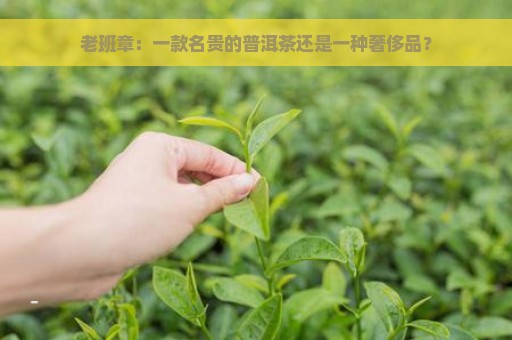 老班章：一款名贵的普洱茶还是一种奢侈品？