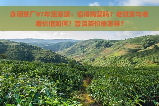 永明茶厂07年班章颂：值得购买吗？老班章与收藏价值如何？普洱茶价格怎样？