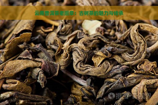 云南普洱茶老班章：古树茶的魅力与传承