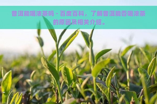 普洱能喝浓茶吗 - 百度百科，了解普洱能否喝浓茶的原因及相关介绍。